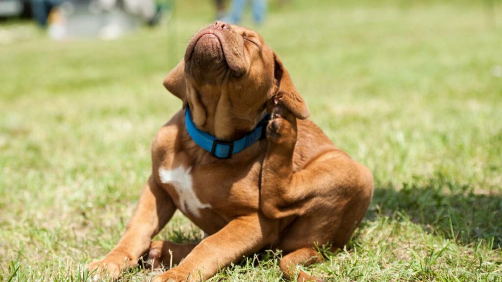 Cachorro se coçando.