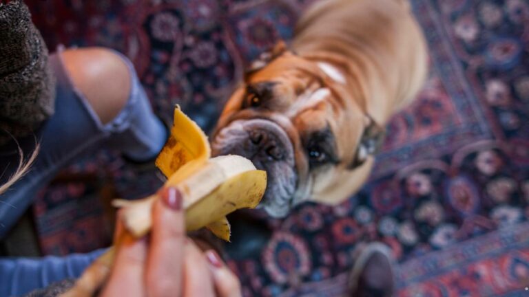 Cachorro comendo Banana.