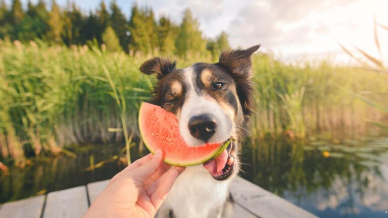 Frutas que o cachorro pode comer.