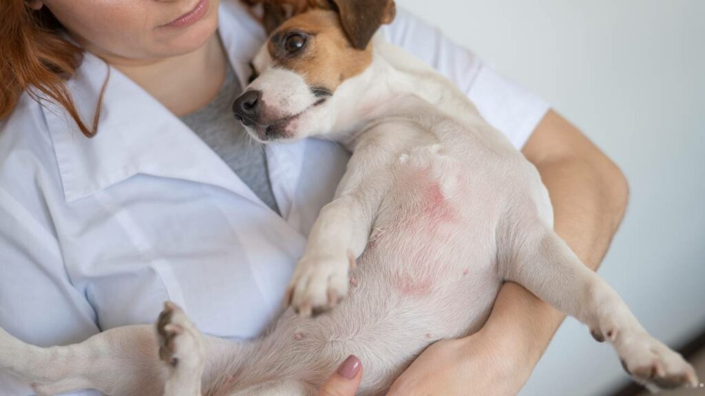 Cachorro com dermatite no veterinário. 