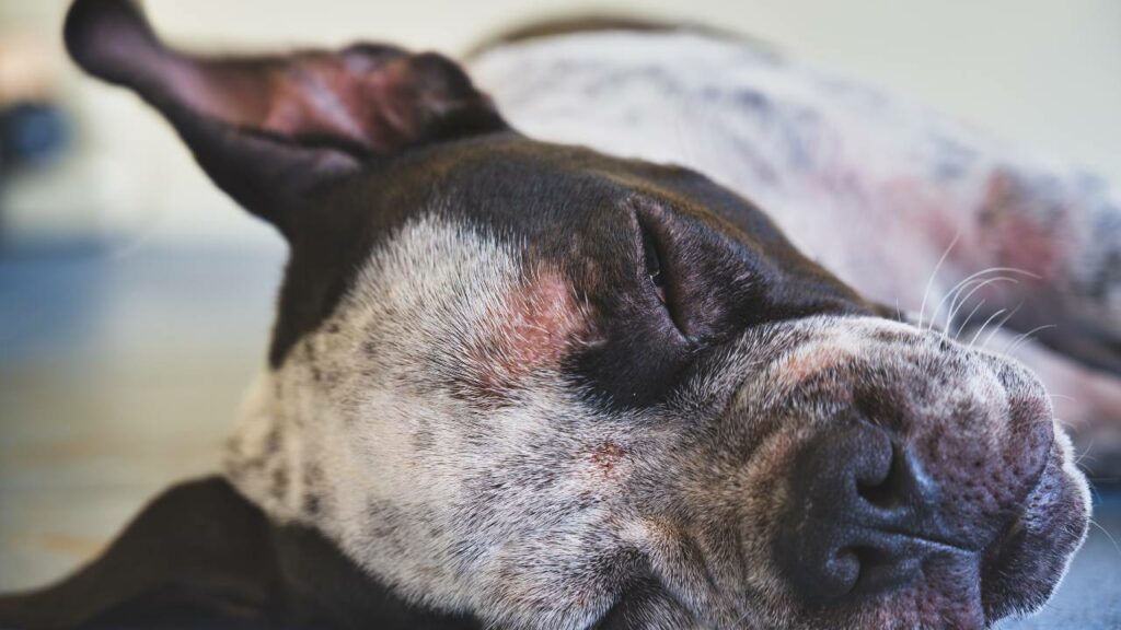 cão com dermatite canina no rosto.