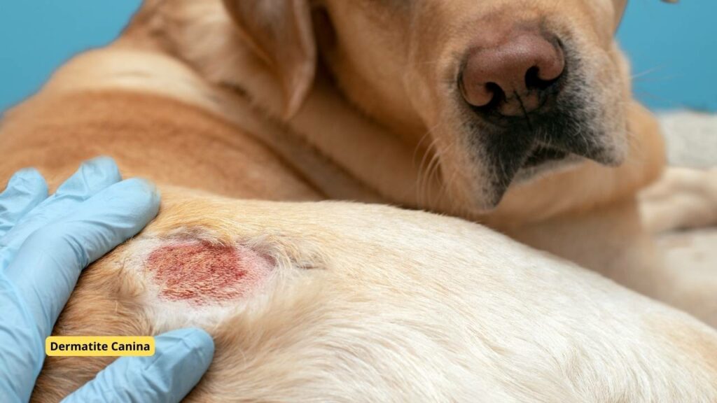 Cão com ferida após coçar região com dermatite canina.