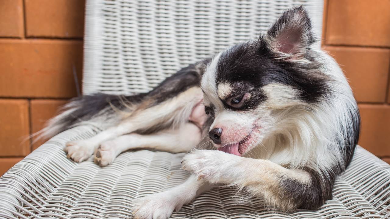 Dermatite por Lambedura em cães.