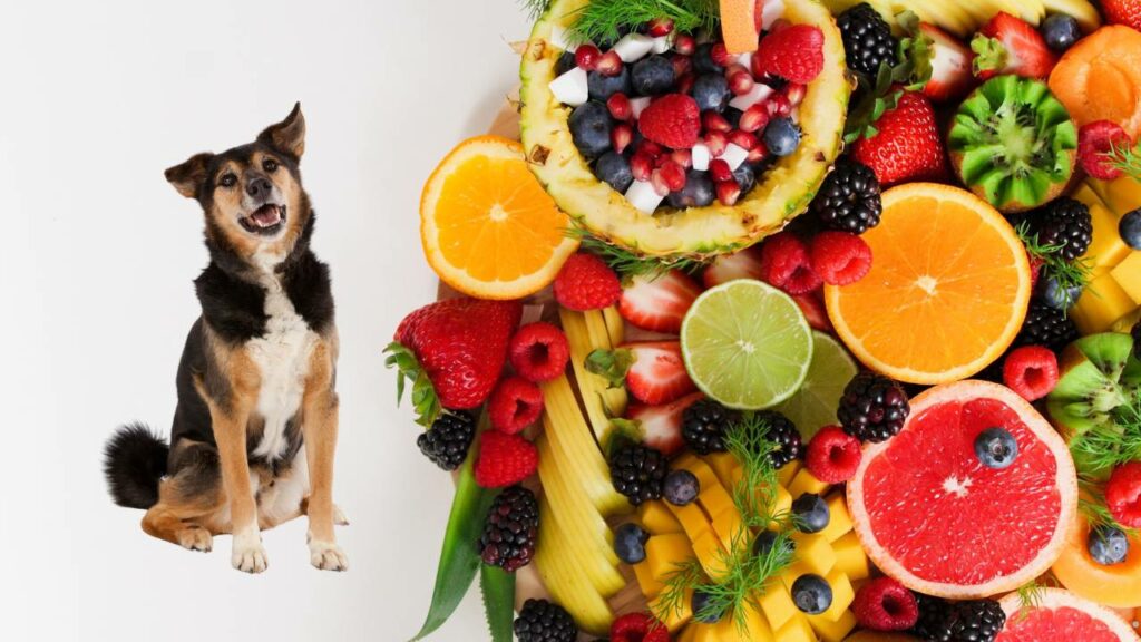 Quais frutas os cachorros podem comer?