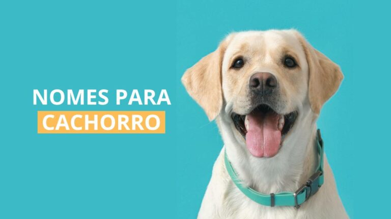 Nomes para cachorros: macho, fêmea, pequenos, granes e mais!