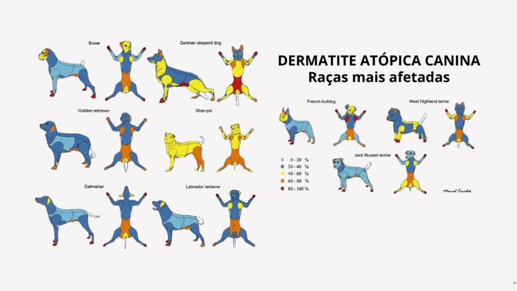 Raças mais afetadas pela dermatite atópica canina.