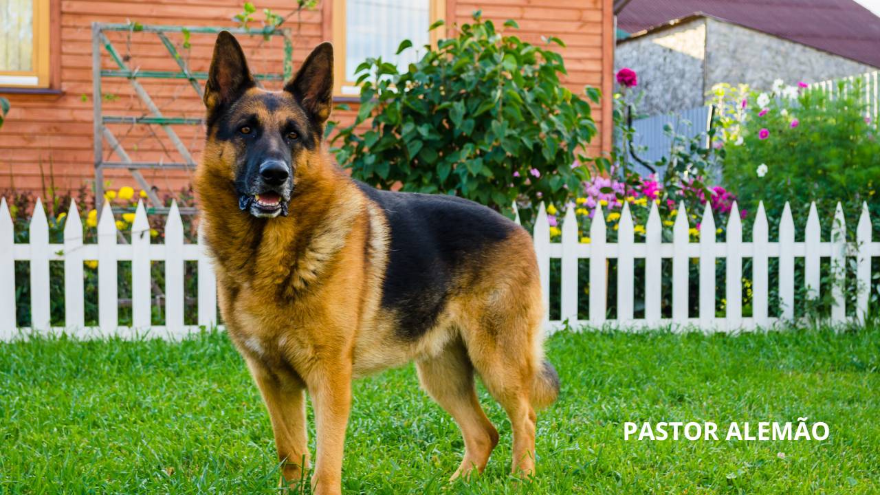 Raça de cachorro Pastor Alemão.